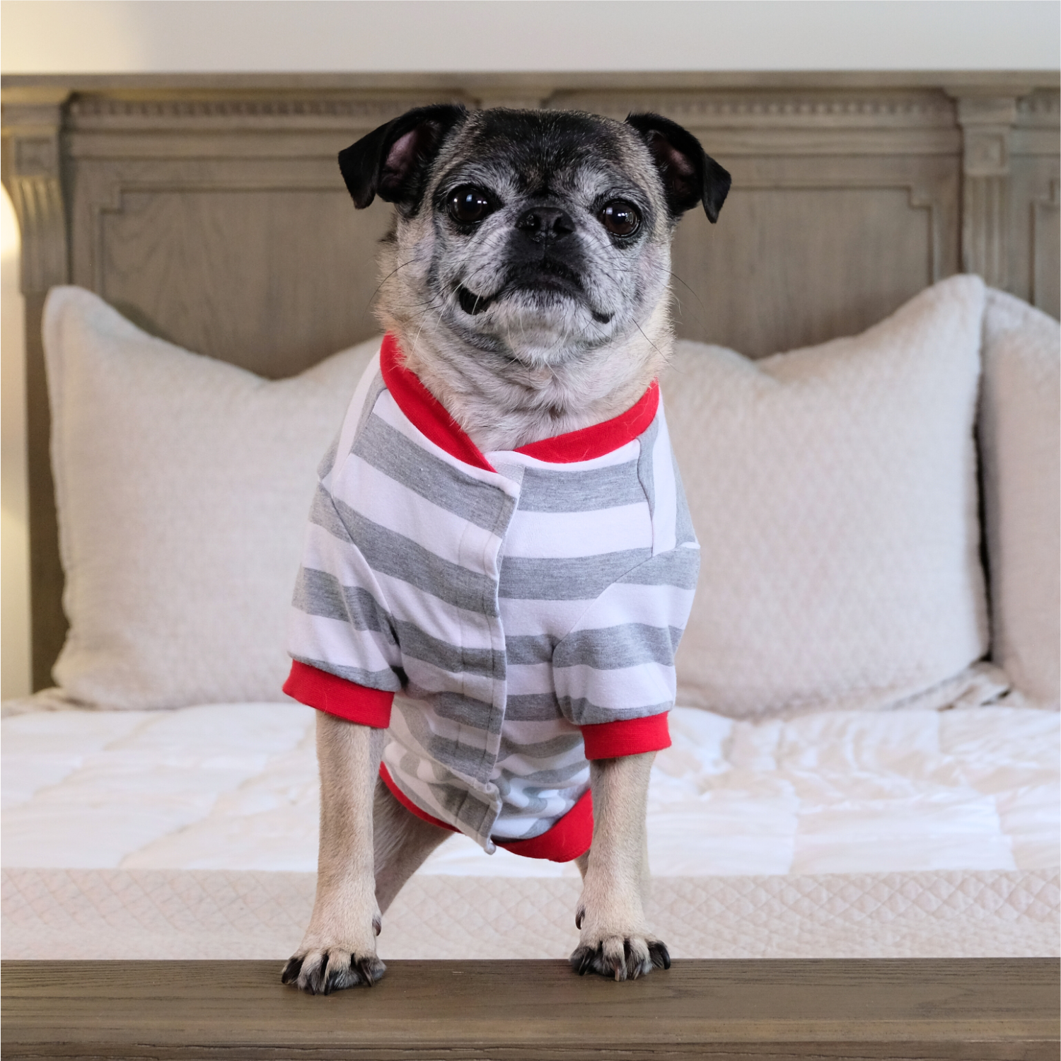 2024 Blank Christmas Pajamas - DOG